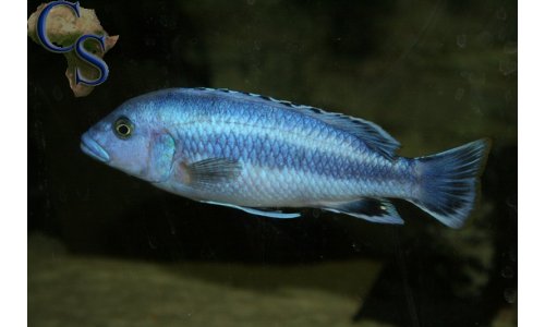 Melanochromis kaskazini